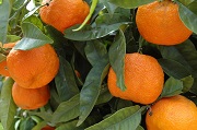 Bild Frische Orangen - Mallorca